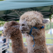 Galleria Fotografica 20anni